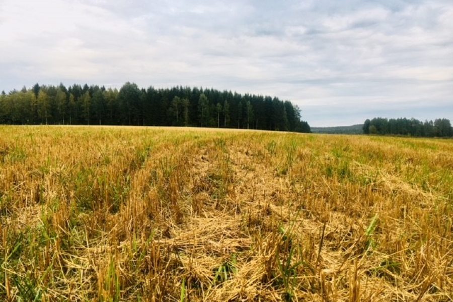 Kanakoirien juoksutusta Perttulan tilalla!